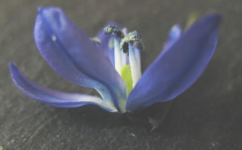 keine_Blutenrohre_bei_Scilla_siberica.jpg