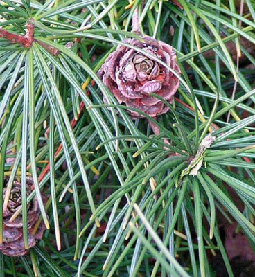 pinus_Delden.jpg