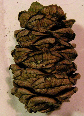 pinus_Delden_Zapfen.jpg