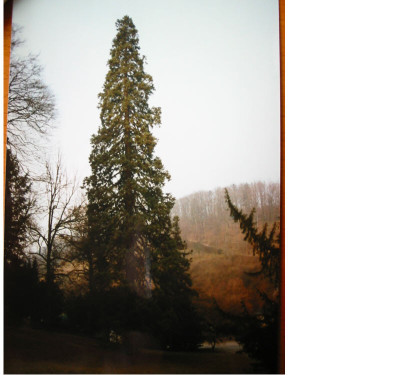 sequoia_Furstenlager_1.jpg