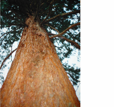 sequoia_Furstenlager_3.jpg