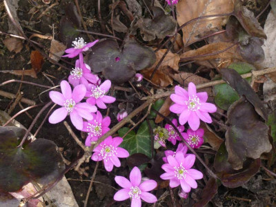 Hepatika-rosa-2009-.jpg