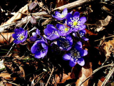 DSCF6746.JPG