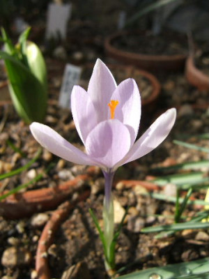 DSCF6692.JPG