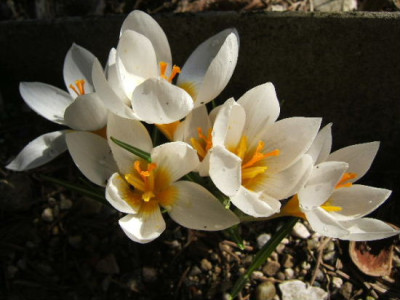 DSCF6726.JPG