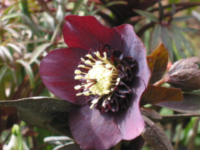 Anemone_dunkel_Peters_09.jpg