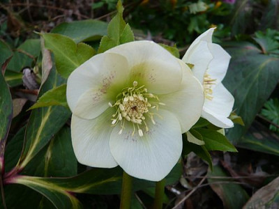 Helleborus_Saemling_fars_2009.jpg