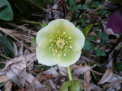 Helleborus_Saemling_2_fars_2009.jpg