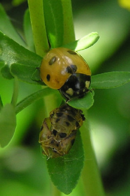 Marienkafer-Larve-1a.jpg