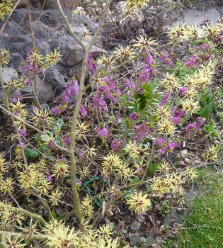 Hamamelis_und_Daphne_fars_2009.jpg