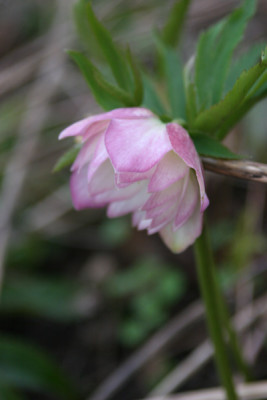 HelleborusOr8.jpg