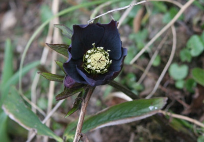 HelleborusOr9.jpg