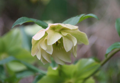 HelleborusOr7.jpg