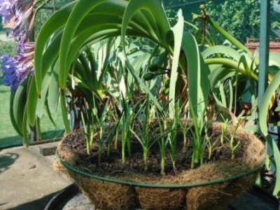worsleya_zaailingen_cocopeat_1.jpg