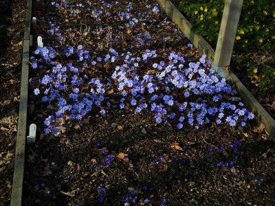 hepaticazucht.jpg
