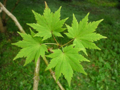acer_sieboldianum_Botanischer_Garten_Munchen.JPG