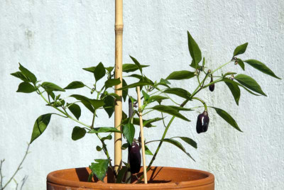 chili-2.jpg