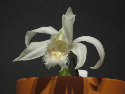 Pln._grandiflora_1_1000x900_80KB.jpg