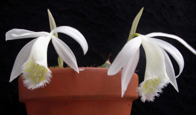 Pleione_Eiger_Snowflake_2009-03-23.JPG