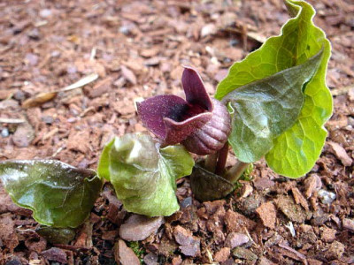 Asarum_sieboldii_1.JPG