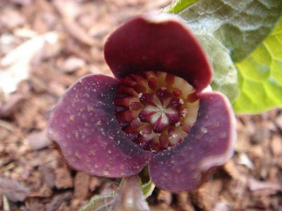 Asarum_sieboldii_Blute.JPG