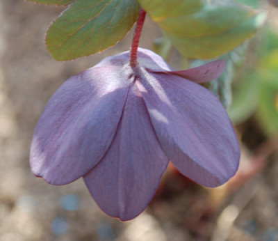 Grau_aussen__0010_3115.jpg