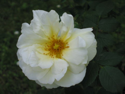 Gelbe_D_Hastrup_Mai_09.jpg