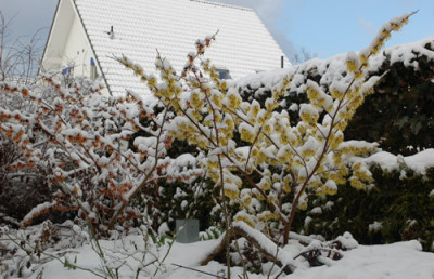 Zaubernuesse_0010__3216.jpg