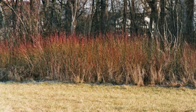 cornus_sanguinea_winter.JPG