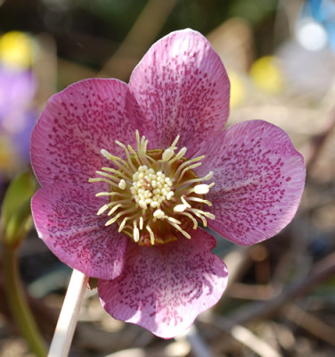 Getigert_0010__3101.jpg
