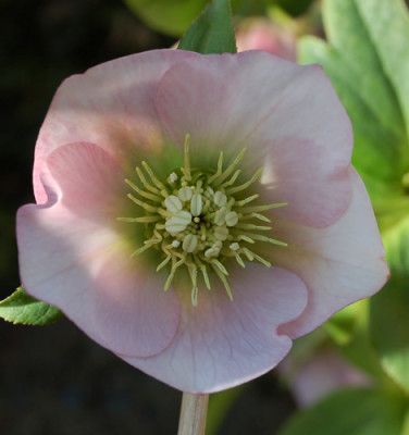 Helles_Rosa_0011__3118.jpg