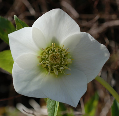 Helleborus_weiss_0013__3092.jpg