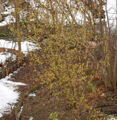 Cornus_mas_0010__3228.jpg