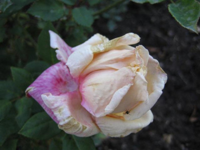 IMG_3732_Small.JPG