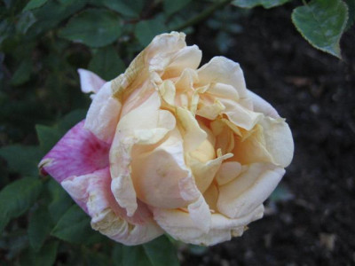 IMG_3733_Small.JPG