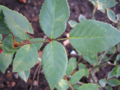 IMG_3736_Small.JPG