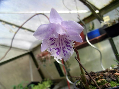 P-hookeriana09.JPG