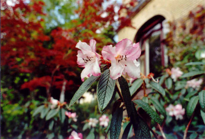 Rh.edgeworthii_2003.jpg