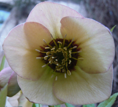 H.apriko-2009.jpg