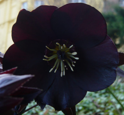 H.-schwarz-1-2009.jpg