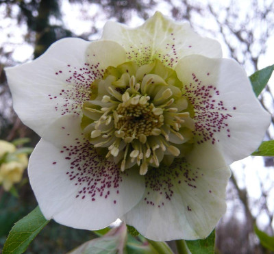 H.anemone-1-2009-.jpg