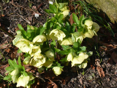 H.-gelb-2009-Vordergarten.jpg