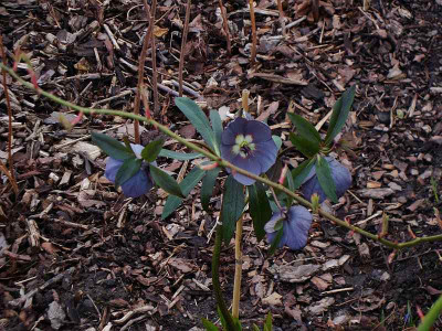 ashwood_slate_090324.jpg