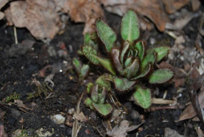 Meconopsis_Austrieb_09.jpg