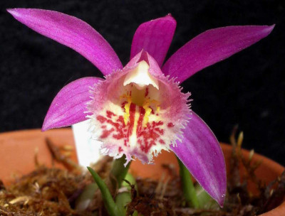 Pleione_Piton_2008-05-17.JPG