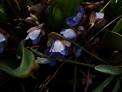 hepatica09.jpg