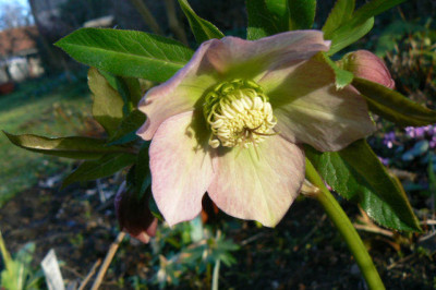 Helleborus_neuer_Samling1_090324.jpg