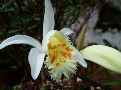 Pleione_grandiflora_3.JPG