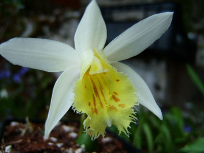 Pleione_grandiflora_w5.JPG