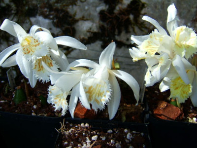 Pleione_grandiflora_w20.JPG